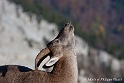 Bouquetin 6204_wm